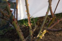 DSC01841