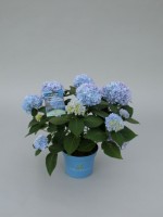 Hydrangea macrophylla Endless Summer blau