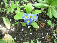 примула Блю Джинс