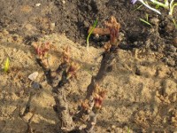 древ  пион 2