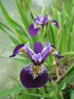 Iris pseudoacorus  Holden Child
