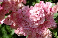 Heavenly Pink  Louis Lens  Belgium  1997 3