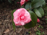 DSCF0404