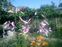 DSC00068