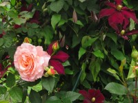 Augusta Luise  и Ниобь