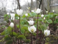 Jeffersonia diphylla 280р 25шт