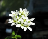 arabis nordmanniana
