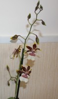 IMG 4628