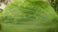 P5210068