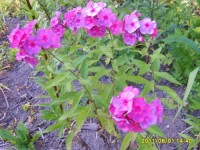 Анна Каренина