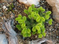 Abies balsamea Jamie