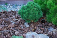 Pinus mugo Beran 2011 год