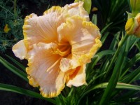 China Grove Plantation