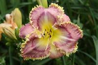 ОЮЩИЕ В ТЕРНОВНИКЕ