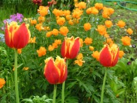 Дарвинпорт