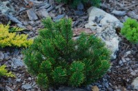 Pinus mugo Dikobraz 2011 год