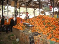 IMGP0877