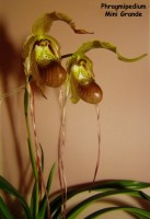 33290 551x800 Phragmipedium 1