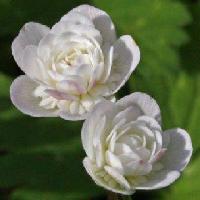 Anemone flaccida Futabazuru 1024x1024