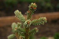 Picea abies  Albos picata