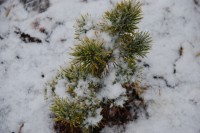 Pinus sylvestris var lapponica Fritche
