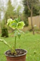 Морозник восточный