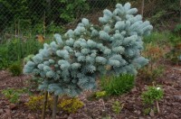 Glauca Globosa