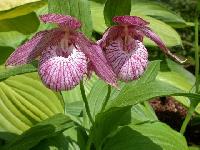 Cypripedium Michael i 8072 s 60168 r 2 504fdf64 26e7 43f5 ae04 c993ec17398e 1024x1024