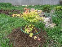 acer orange dream 0