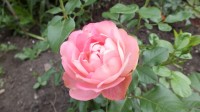 DSCF0266