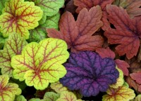 Heuchera Usage Combo
