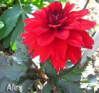 Alex