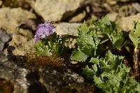 Primula m  Drakes Blue