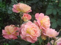 DSC05401