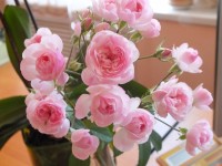 Mozarts Lady   3