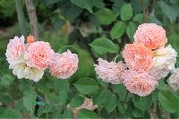 IMG 4784