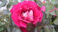DSCF0232