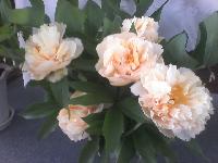 IMG 20150607 124147