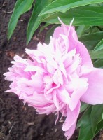 Изображение 052