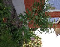 IMG 2815