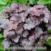 Heuchera Midnight Rose Select