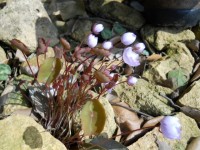 Jeffersonia diphylla1