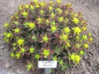 Euphorbia Bonfire