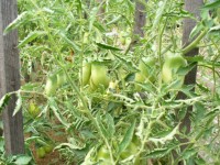 июль 054