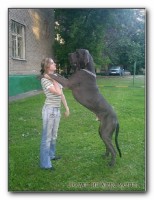 big dog 02