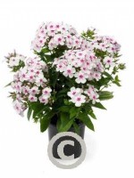 tb 300x400 Phlox paniculata  White Eye Flame   R