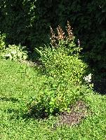 IMG 0989