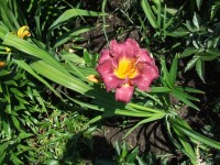 DSCF5423