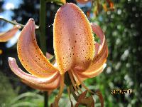 предположительно ГЕЙ ЛАЙТС