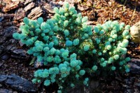 05  07  11  17   21   Picea pungens Pendens